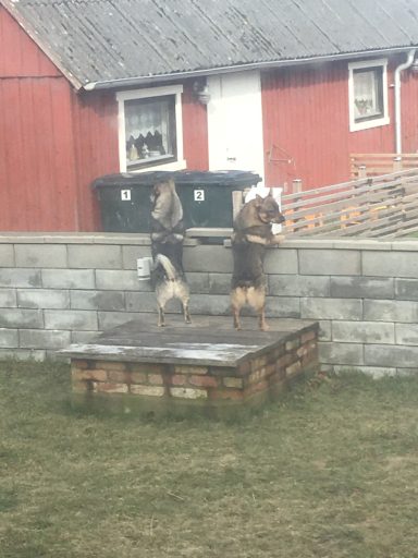 Väg poliser